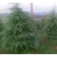 出售大量雪松 樸樹 紫葉李 雞爪槭 柿樹 大葉女貞