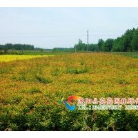 供應(yīng)金山繡線菊，金焰繡線菊，紅花繡線菊，日本繡線菊