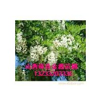 供應(yīng) 國槐 國槐苗 刺槐 刺槐苗 柳樹 柳樹苗