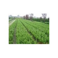 供10-15公分營養(yǎng)杯白皮松小苗