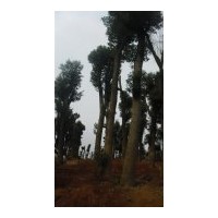 供精品移植香樟 香泡 桂花樹 欒樹