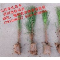 油松供應(yīng)商（營養(yǎng)袋，營養(yǎng)缽油松苗)