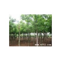 供應(yīng)國槐、速生楊、臭椿