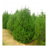 供山西白皮松 紅葉楊 油松