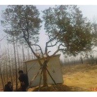 出售一棵26公分黃楊