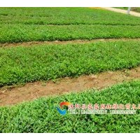 供應(yīng)金葉女貞苗, 紅葉女貞苗，紅葉小波苗 瓜子黃楊苗，小葉女貞