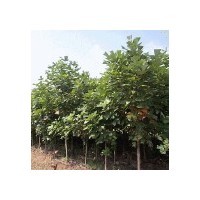 出售雜交馬褂木