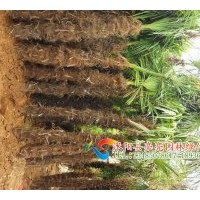 供應(yīng)楓香，棕櫚，水杉，流蘇樹，枇杷，白蠟，黃連木，無患子等綠