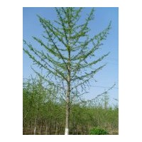 我處長期對外供應(yīng)5公分--30公分銀杏樹