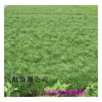 供應(yīng)20-50公分油松，油松價(jià)格，山西油松基地