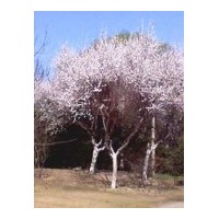 供應(yīng)大量杏樹，4-8公分杏樹