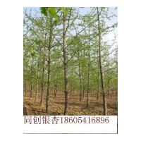低價(jià)供應(yīng)13--25公分優(yōu)質(zhì)銀杏綠化苗木