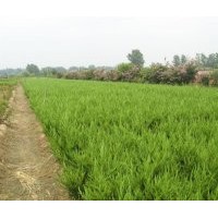 供應(yīng)龍柏、黃楊、金葉女貞、紅葉小壁、紫薇