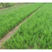 出售國(guó)槐、刺槐、側(cè)柏、油松、白皮松、桃樹苗、櫻桃苗