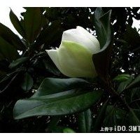 河南廣玉蘭.玉蘭.河南苗圃基地賣廣玉蘭. 玉蘭