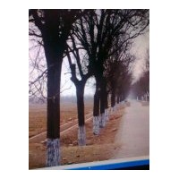 苗農(nóng)直銷10-35公分國槐