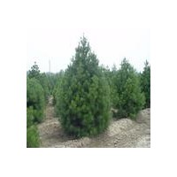 特供山西2-5米側(cè)柏 刺槐苗 柳樹 國槐