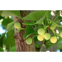 郯城辰楓銀杏苗木基地供應(yīng)銀杏樹