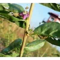 銷售枸杞苗 五味子苗 沙棘苗 刺五加苗