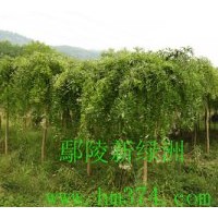 供應(yīng)國(guó)槐、欒樹、合歡、青桐、白臘、大葉女貞、垂柳、垂榆