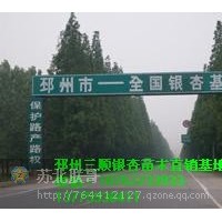 出售銀杏樹(shù)