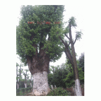 出售多種規(guī)格樣式的香樟