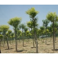 供應(yīng)國槐、國槐價格、國槐信息