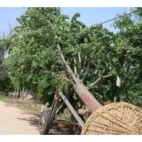 供應(yīng)米徑3-40公分的銀杏嫁接樹