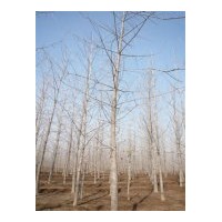 供應銀杏樹、銀杏嫁接樹、銀杏實生樹
