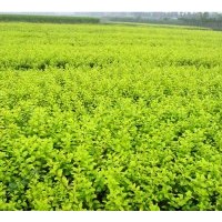 供應(yīng) 金葉女貞 蜀檜.北京檜.灑金柏.雪松.龍柏.側(cè)柏