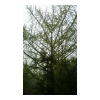 出售銀杏樹