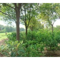 供應綠花苗木桂花,香樟，紫薇，銀杏，海桐等【江蘇】