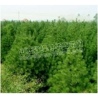 特供山西白皮松 銀杏樹