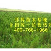 出售大量低價(jià)油松苗、1-2米油松樹(shù)苗