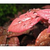 供應(yīng)薔薇苗，月季苗，品種月季苗 檜柏苗 蜀檜苗