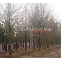 出售胸徑15-30公分銀杏樹