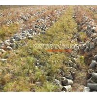 主營：營養(yǎng)袋樟子松，五角楓，蒙古櫟，紅皮云杉，定植水曲柳