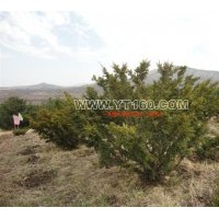 出售紅豆杉 適合北方地區(qū)種植