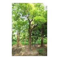 大量供應(yīng)：50-150cm的側(cè)柏、蜀檜、紫薇、木槿、金銀木