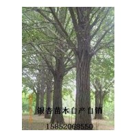 江蘇白果樹(shù)實(shí)生（銀杏樹(shù)）