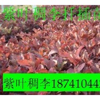 出售小苗：紫葉稠李 多季梅 五角楓 紅花王子 榆葉梅 風(fēng)箱果 忍冬