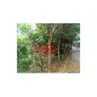 大量供應(yīng)紫薇