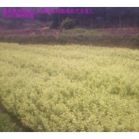 金葉女貞大量甩賣(mài)；還供紅葉石楠 紅花繼木 春鵑
