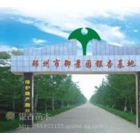 專供2--80公分的銀杏實生苗，嫁接苗