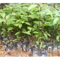 品種如下：香樟、羅漢松、紅花銀樺、四季桂、藍(lán)花楹