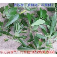 出售香膠樹苗，香粉樹種苗，香粉苗，刨花楠木樹苗 木棉苗