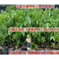 供大腹木棉苗，花旗木苗，桂木苗，海南葡桃苗，美麗異木棉苗