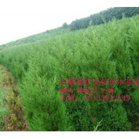 供應(yīng)蜀檜、龍柏、雪松、廣玉蘭、香樟、高桿女貞、月季、桂花、紅