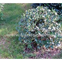 供應大葉女貞 規(guī)格在8-10-1-15cm