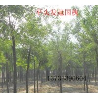 出售國槐 香花槐，紅花槐，龍爪槐，法桐，泡桐